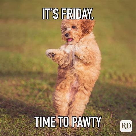 finally friday gif|45 Funny Friday Memes That Will Make You Say TGIF .